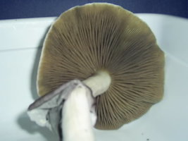 Samaúma 10.JPG