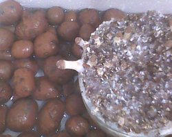 IMG0353A.jpg