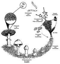 ciclo-de-vida-dos-cogumelo.png