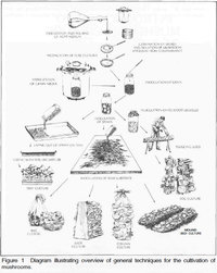 tecnicas-de-cultivo.jpg