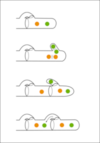 420px-Clamp_connections_fungi.svg.png
