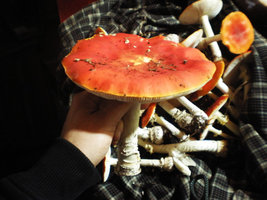 P5280049.JPG