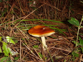 ST832268.JPG