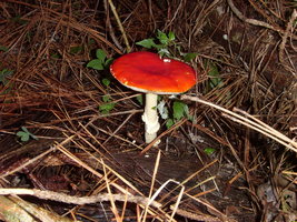 ST832271.JPG