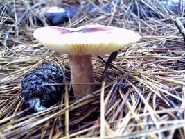 PICT0059.JPG