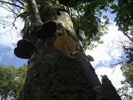 Rio Preto da Eva 1.JPG