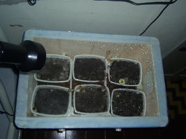 terrário 4.JPG terrário 4.JPG