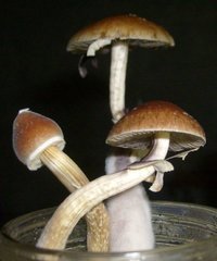 figurinha 1.jpg