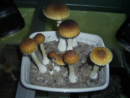 F+ Albino 1.JPG