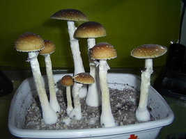 F+ Albino 2.JPG