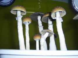 F+ Albino 3.JPG