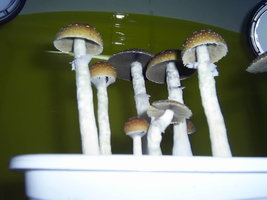F+ Albino 4.JPG