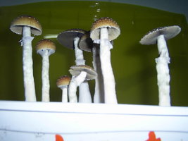F+ Albino 5.JPG