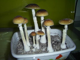 F+ Albino 6.JPG