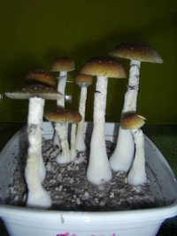 F+ Albino 7.JPG