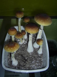 F+ Albino 8.JPG