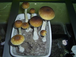 F+ Albino 9.JPG
