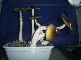 F+ Albino 11.JPG