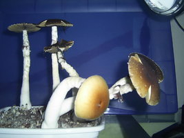 F+ Albino 13.JPG