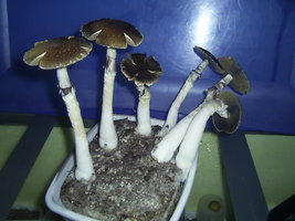 F+ Albino 14.JPG