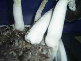 F+ Albino 15.JPG