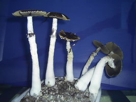 F+ Albino 17.JPG