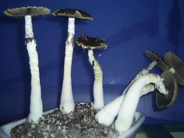 F+ Albino 18.JPG