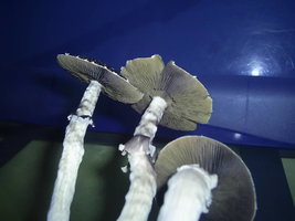 F+ Albino 19.JPG