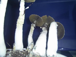 F+ Albino 20.JPG