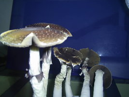 F+ Albino 21.JPG