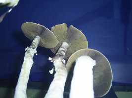 F+ Albino 22.JPG