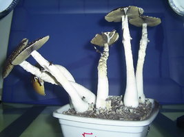 F+ Albino 23.JPG