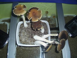 F+ Albino 27.JPG