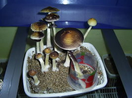 F+ Albino 28.JPG