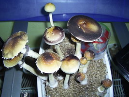 F+ Albino 30.JPG