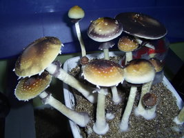 F+ Albino 31.JPG