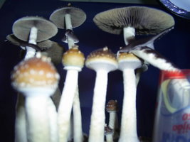 F+ Albino 35.JPG