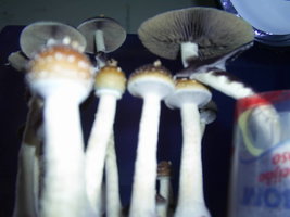 F+ Albino 36.JPG