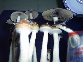 F+ Albino 37.JPG