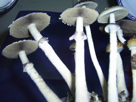 F+ Albino 38.JPG
