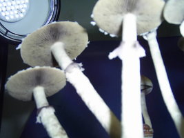 F+ Albino 39.JPG