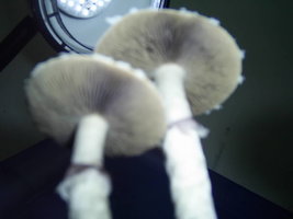 F+ Albino 40.JPG