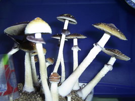 F+ Albino 41.JPG