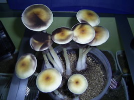 Paraguai 4.JPG