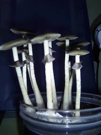 Paraguai 5.JPG