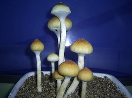 F+ Albino 42.JPG
