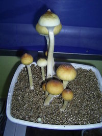 F+ Albino 43.JPG