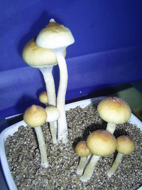 F+ Albino 44.JPG