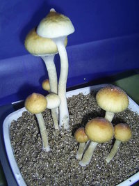F+ Albino 45.JPG