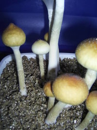 F+ Albino 46.JPG